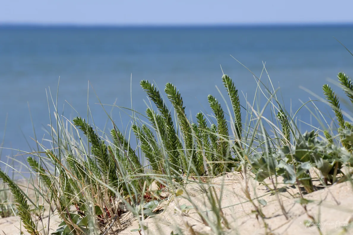 Végétation dunaire et plantes sauvages face à l’océan en Vendée