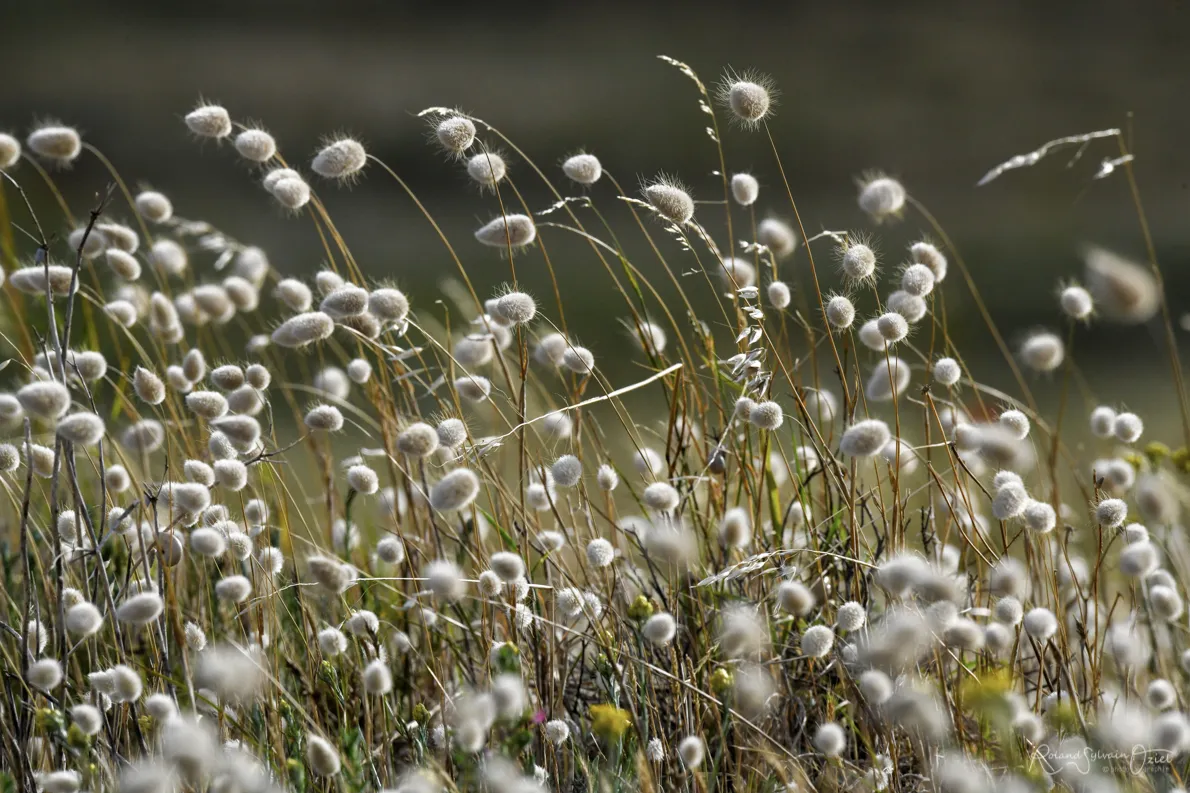 plage dans les dunes et fleurs sauvages