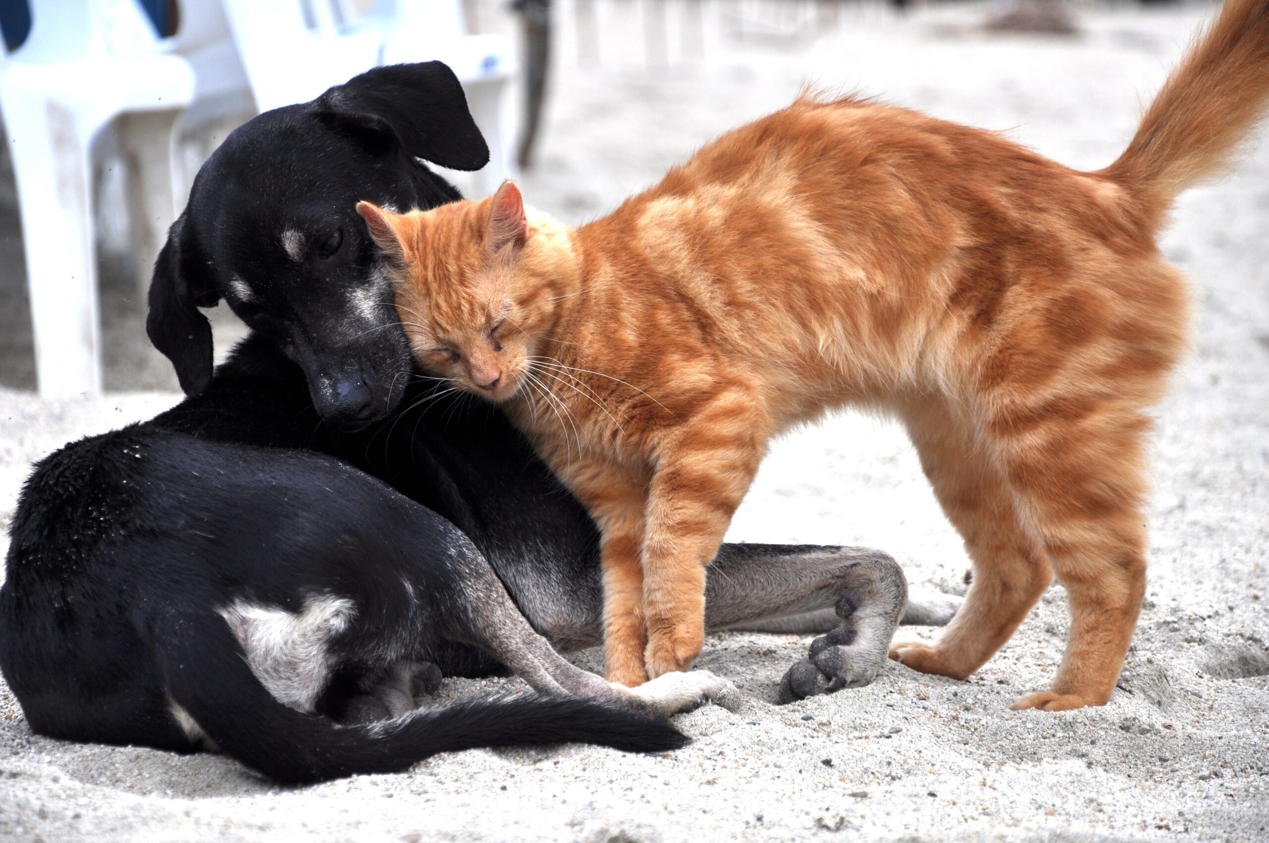 holidays with your dog Vendée