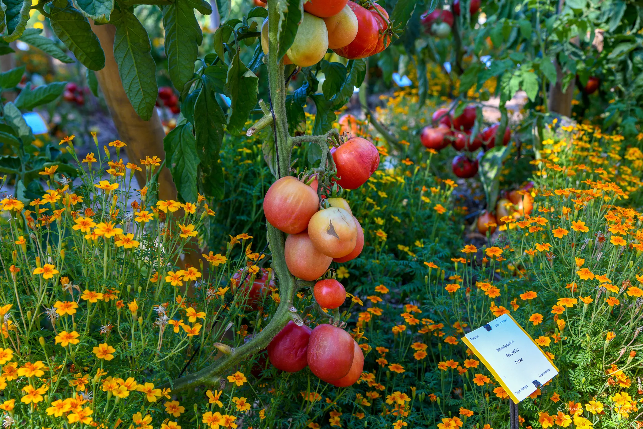légumes de vendée pour se régaler au camping les préveils